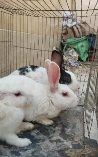 خرگوش