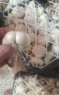 سیر همدان