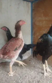 سه عددمرغ نسل دار