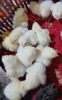 جوجه گوشتی