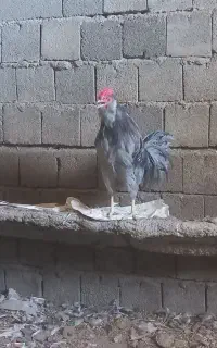 فروش خروس ومرغ ۲ساله