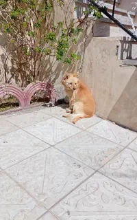 واگذاری پاکوتاه