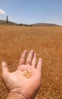 پیش فروش گندم دیم بارانی