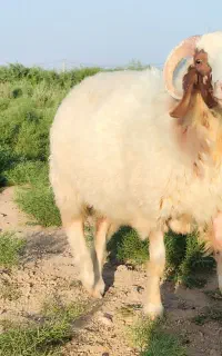 یک عدد گوسفند نر درجه یک