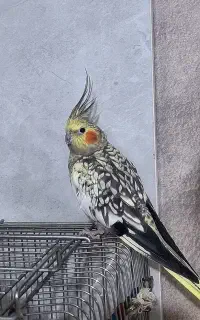 عروس هلندی ماده