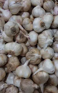 سیر کیلو ۱۷۰