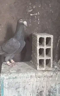 سرکی ماده کارخانه هفرنگ