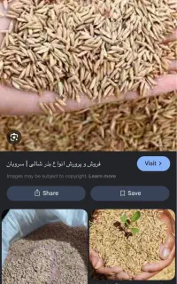 تخم شالی ندا