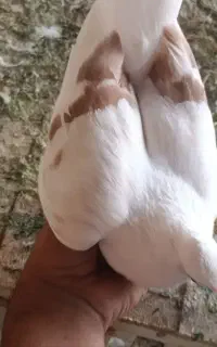 سه جفت کفتر رنگه و جوجه