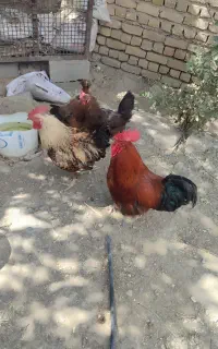 خروس درشت