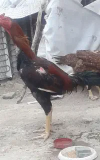 فروش خروس لاری