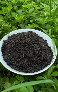 چای بهاره لاهیجان واملش