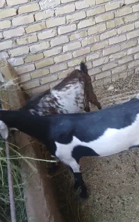 بز سانن شیرا