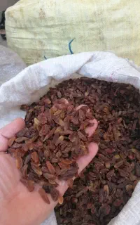 کشمش کاشمر