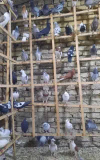 کبوتر پرنده