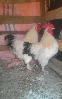 جوجه خروس دورگه برهما