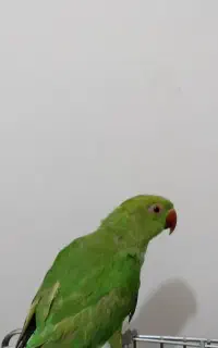 طوطی ملنگو