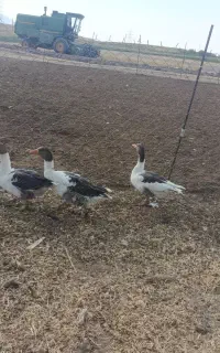 غاز