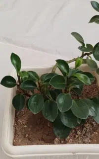 گل وگیاه به قیمت ارزان