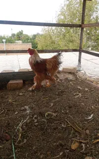 خروس برهما