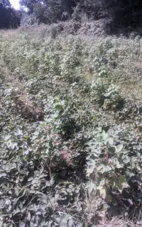 نهال ساورینا پاکوتاه