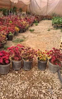 حراج حسن یوسف و آلوورا