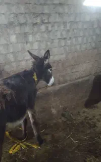 کره‌خر