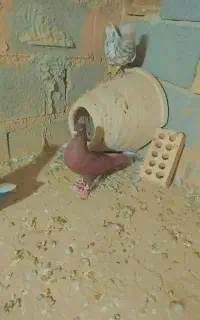 کفتربوم