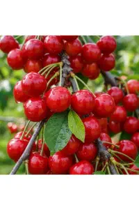سمپاشی باغات و گلخانه و منازل دارای درخت