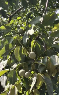 عمده خرید و فروش گردو. تر و سبز