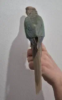 طوطی گرینچیک