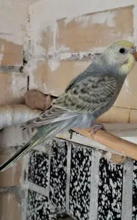 مرغ عشق رینبو ماده