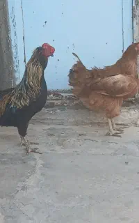 خروس مرغ گلین