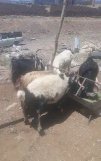 ۲ راس بره گوشتی نر حدودا ۵۰ کیلویی و یک بری