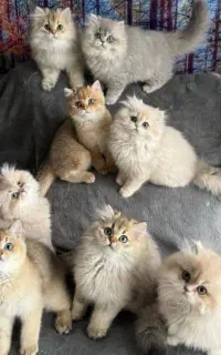 گربه پیداشده