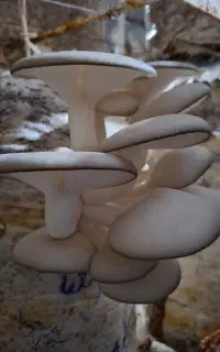 استخدام کارگر ساده آقا با شرایط خوب