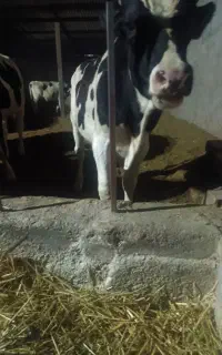 گوساله نر