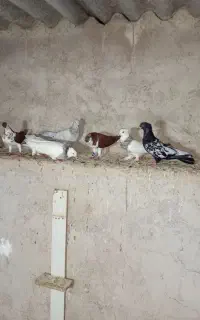 کبوتر رنگی