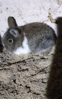 خرگوش زیباورنگارنگ