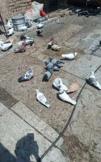 کبوتر رنگی ومسافتی فروشی
