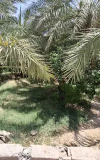 15 تا درخت  در خونه 100 خوشه‌ جهان آباد بالا