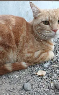 گربه نژاد دار