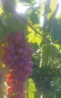 انگور قرمز و سفید درجه یک