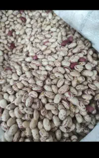 لوبیا تازه درشت زود پخت
