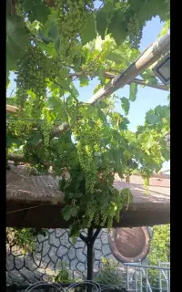 علف زنی علف زن باغبانی سمپاشی