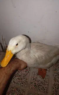 اردک خوب و ارزون