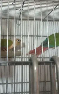 یک جفت گرینچیک جفت