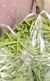 لوبیا سبز