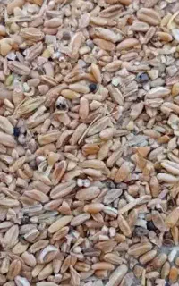 گندم شکسته دامی و سبوس