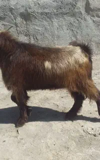 بزغاله نر